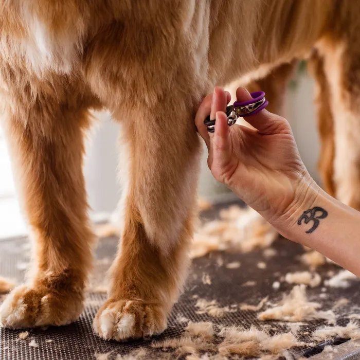 Groomer trimming the leg fur of a golden retriever on a grooming table