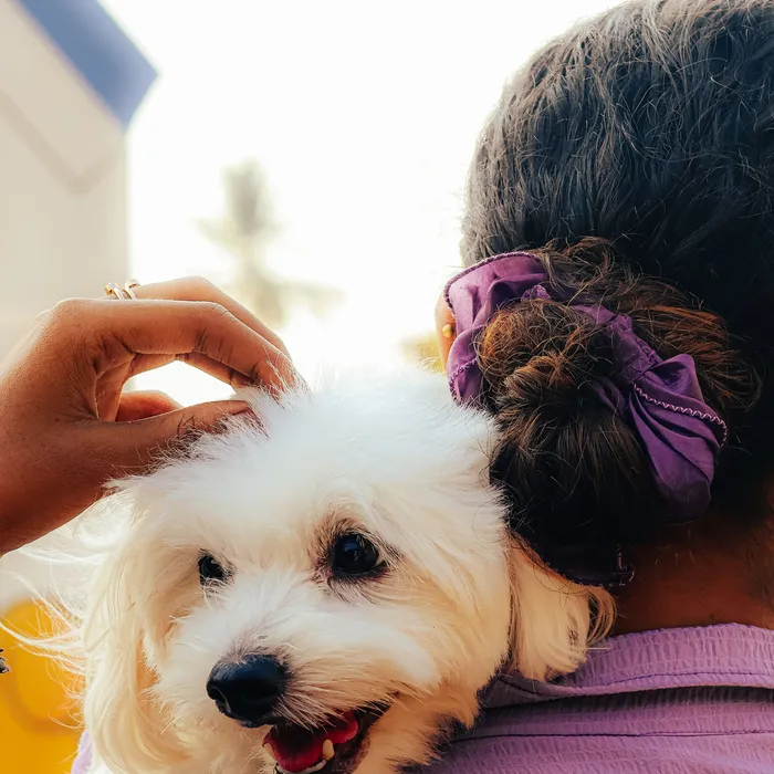 A small fluffy white dog being held after a bath