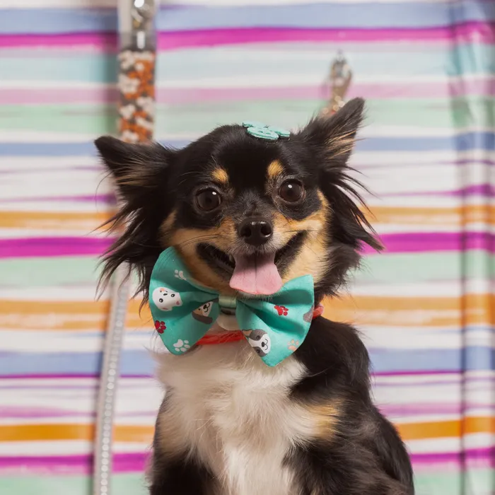 A long-haired chihuahua wearing a bow tie after a grooming session