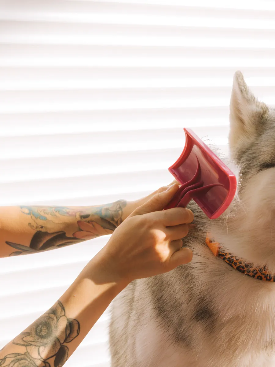 A husky being gently brushed during a grooming session