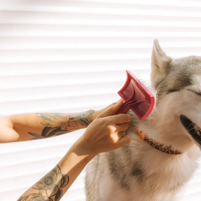 A husky getting brushed and de-shedded